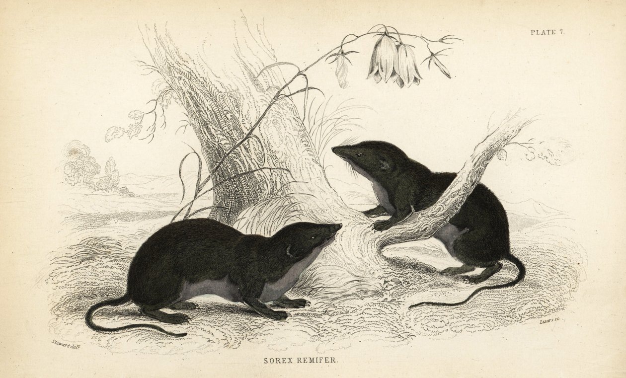 Water Shrew, Neomys Fodiens by Unbekannter Künstler