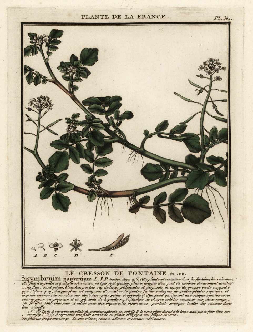 Watercress by Unbekannter Künstler