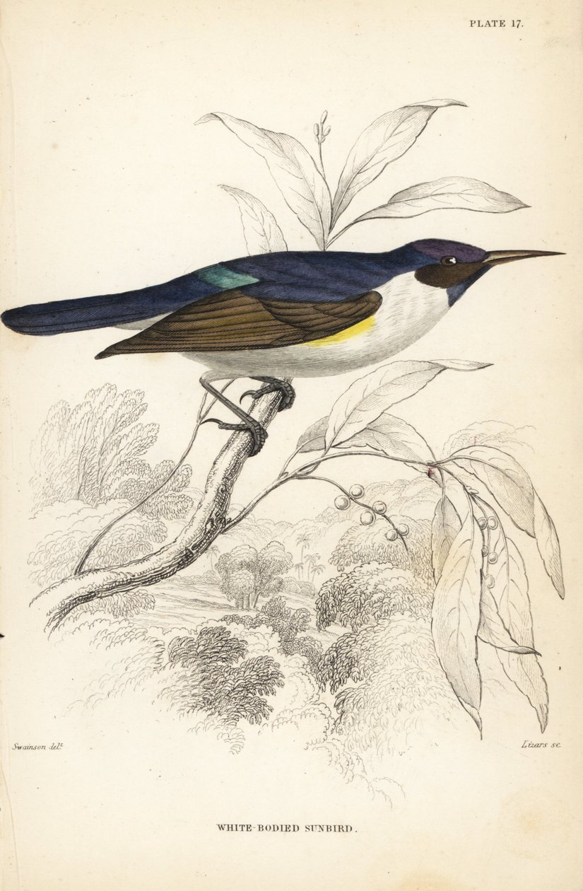 Western purple-backed sunbird, Anthreptes longuemarei (White-bodied sunbird, Anthreptes leucosoma). Handcoloured steel engraving by William Lizars after William Swainson from Sir William Jardine