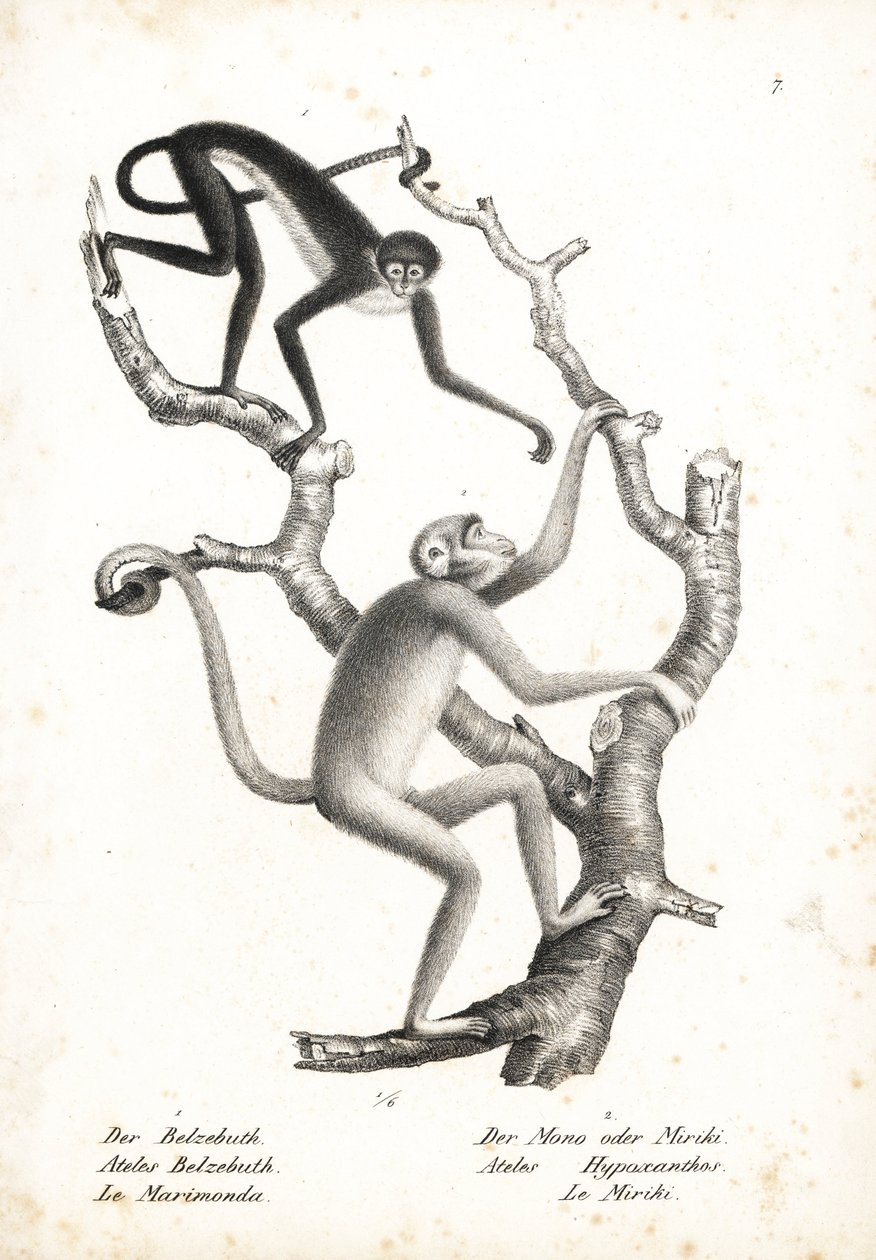 White-bellied Spider Monkey, Ateles belzebuth (endangered), and Northern Muriqui, Brachyteles hypoxanthus (Ateles hypoxanthus), critically endangered. Lithograph by Karl Joseph Brodtmann from Heinrich Rudolf Schinz