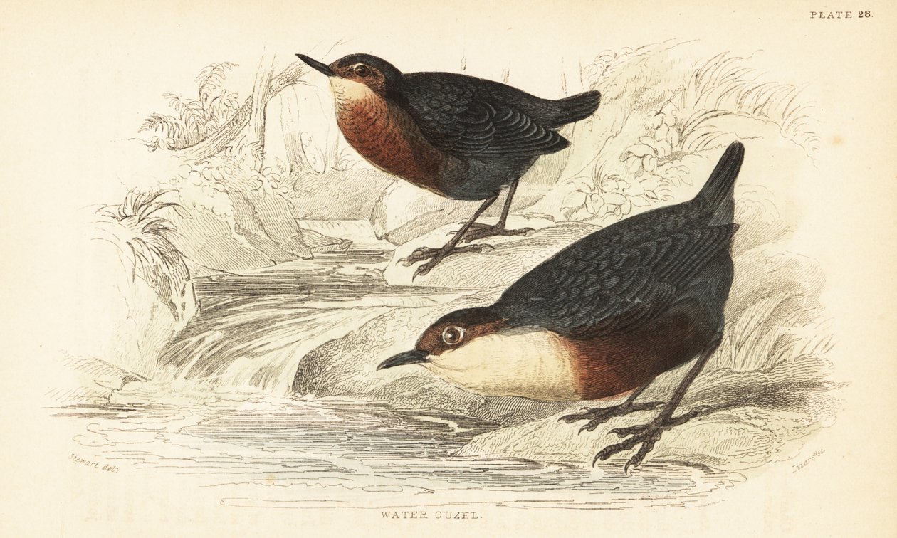 White-throated Dipper or Water Ouzel, Cinclus cinclus (engraving) by Unbekannter Künstler