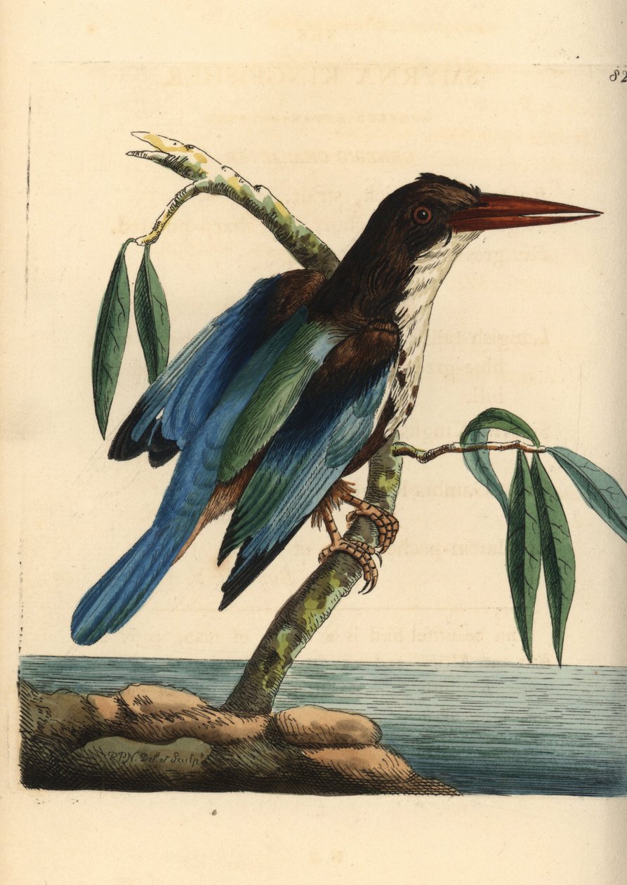 White-throated kingfisher by Unbekannter Künstler