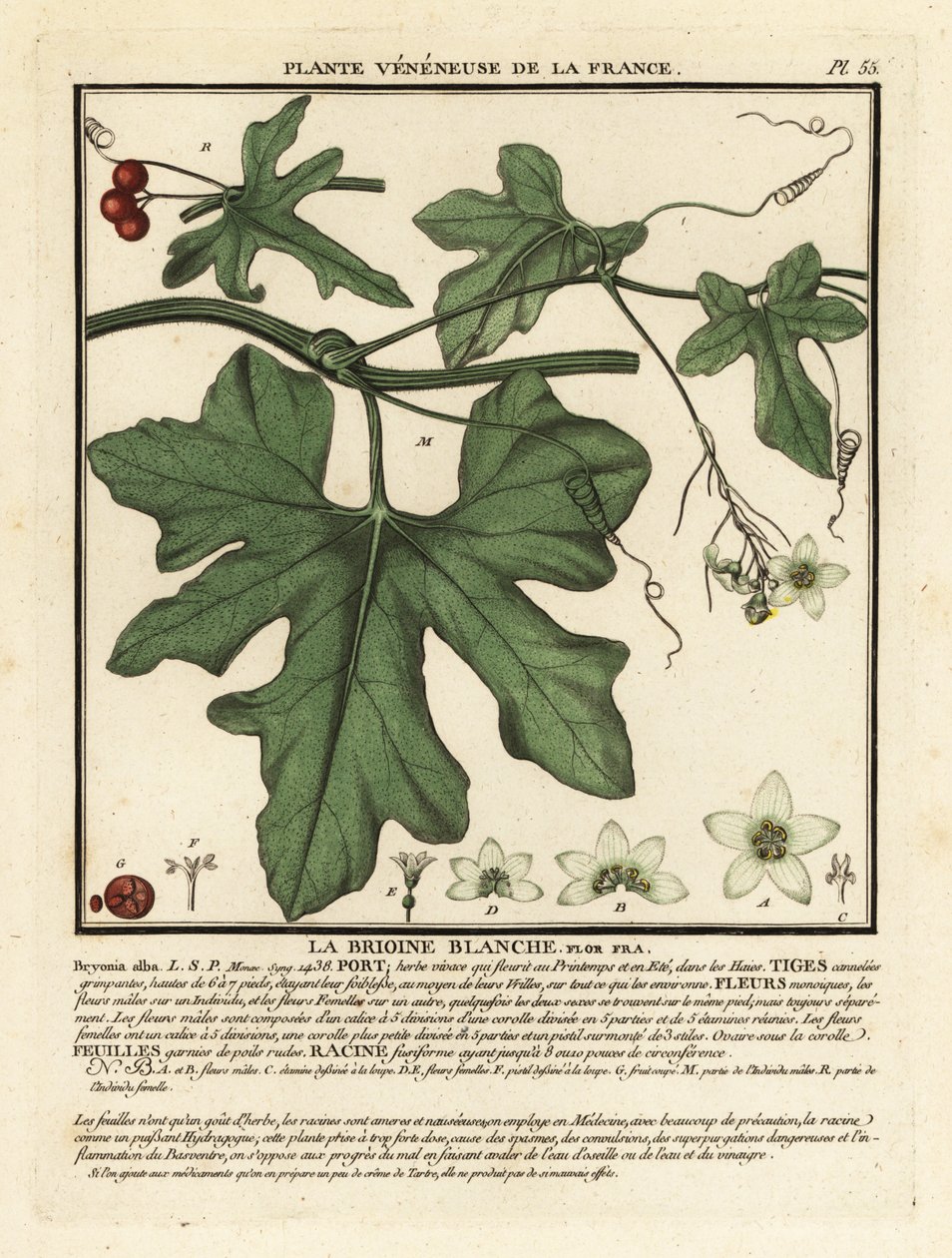 White bryony, Bryonia alba by Unbekannter Künstler