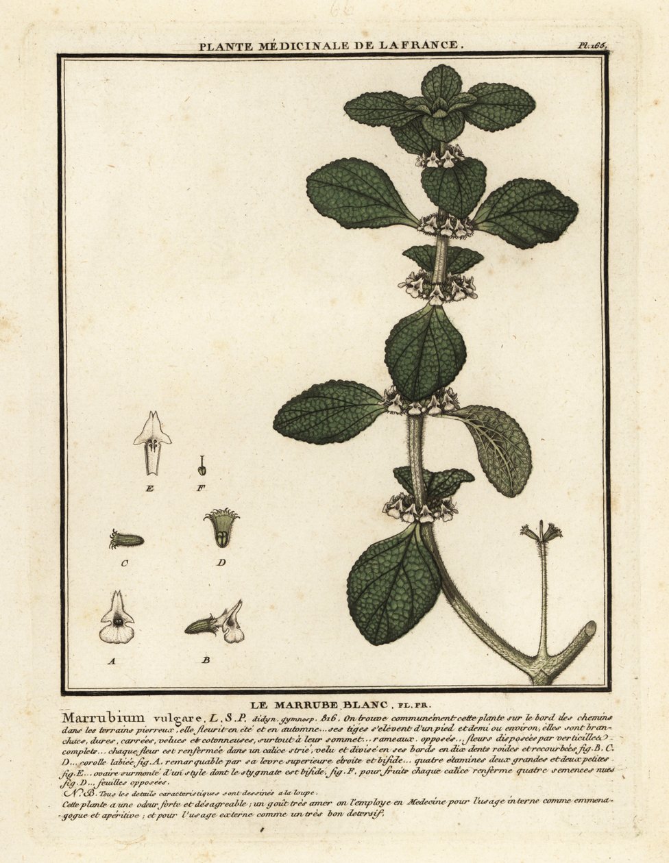 White Horehound, Marrubium vulgare by Unbekannter Künstler