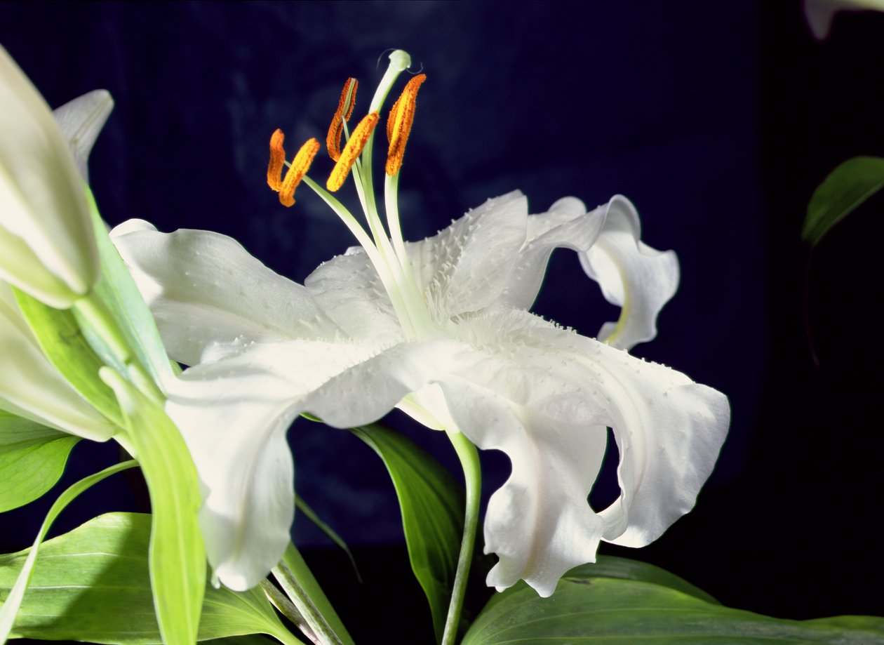 White Lily by Unbekannter Künstler