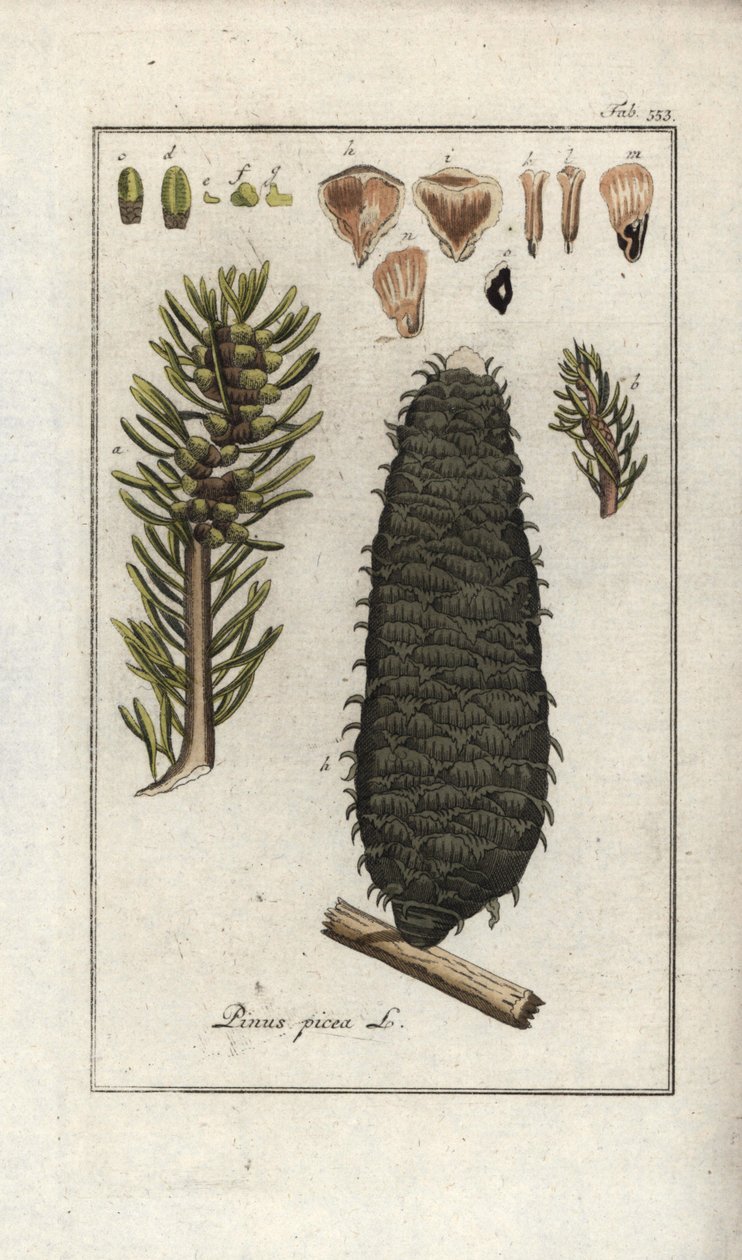White or Pectin or Vosges Fir, Abies alba by Unbekannter Künstler