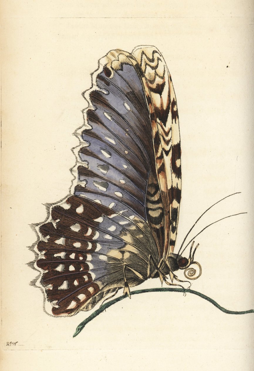 White witch moth by Unbekannter Künstler