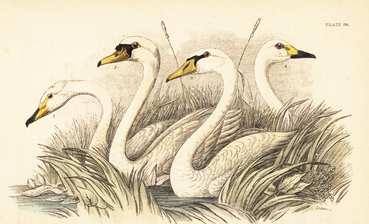 Whooper Swan, Mute Swan, Bewick