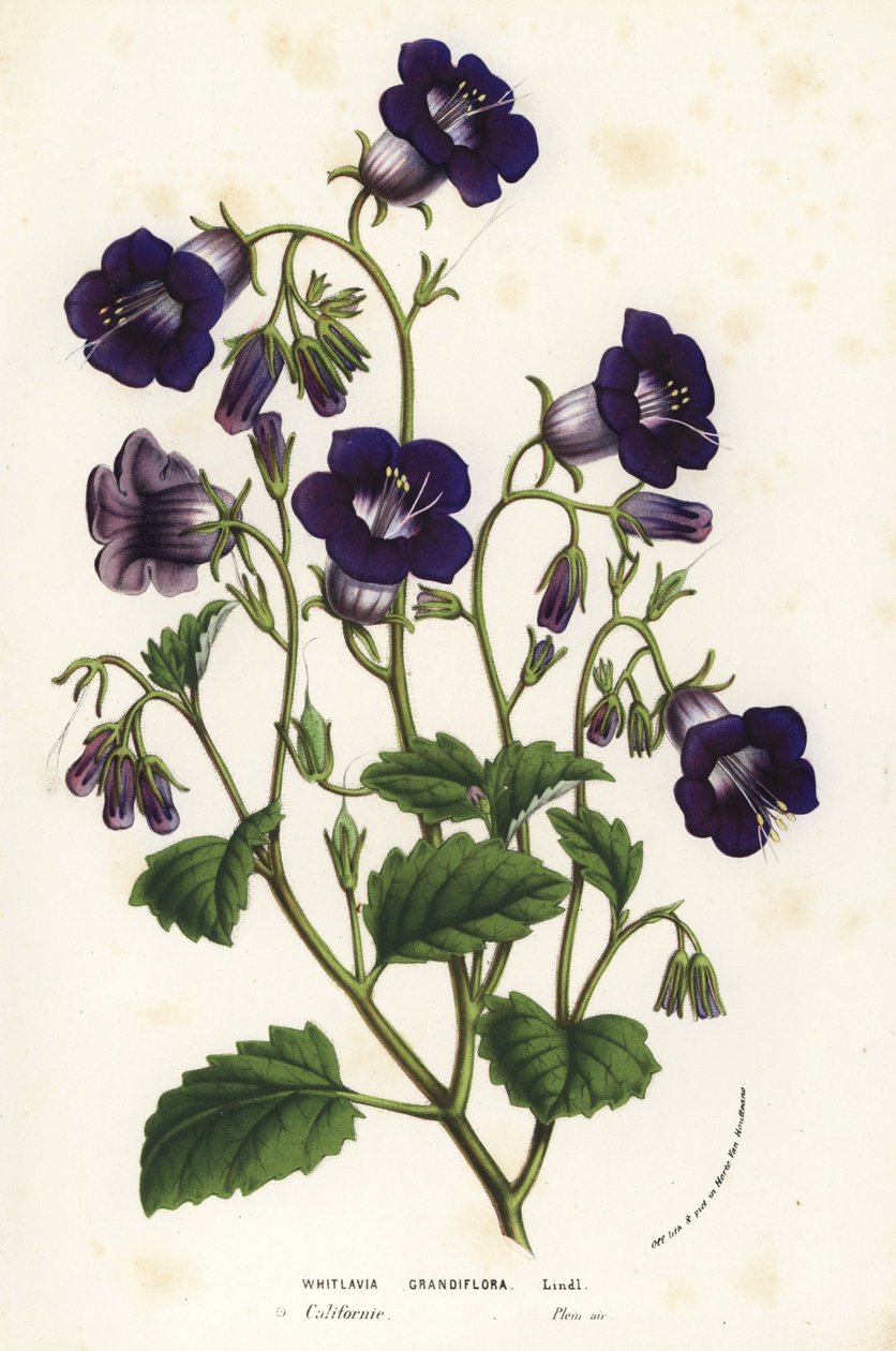 Wild Canterbury bells. Handcoloured lithograph from Louis van Houtte and Charles Lemaire