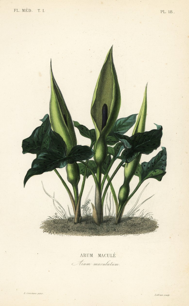 Wild arum, Arum maculatum by Unbekannt