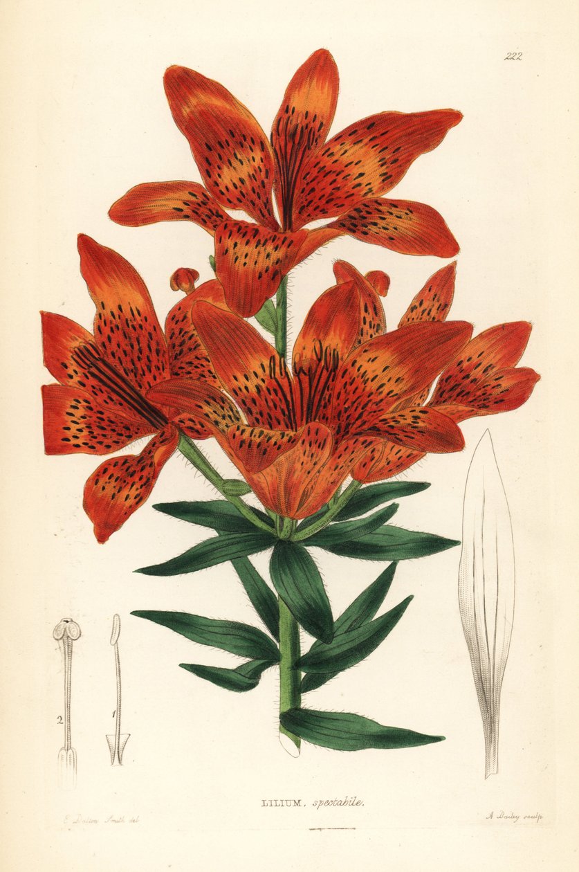 Wild lily - Siberian lily, Lilium pensylvanicum (Showy Siberian lily, Lilium spectabile). Handcoloured copperplate engraving by A. Bailey after Edwin Dalton Smith from John Lindley and Robert Sweet