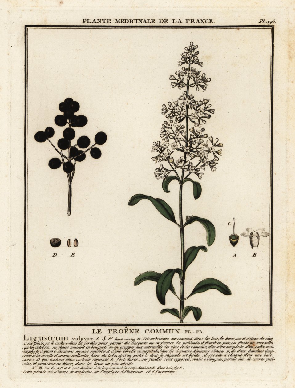 Wild privet, Ligustrum vulgare by Unbekannter Künstler