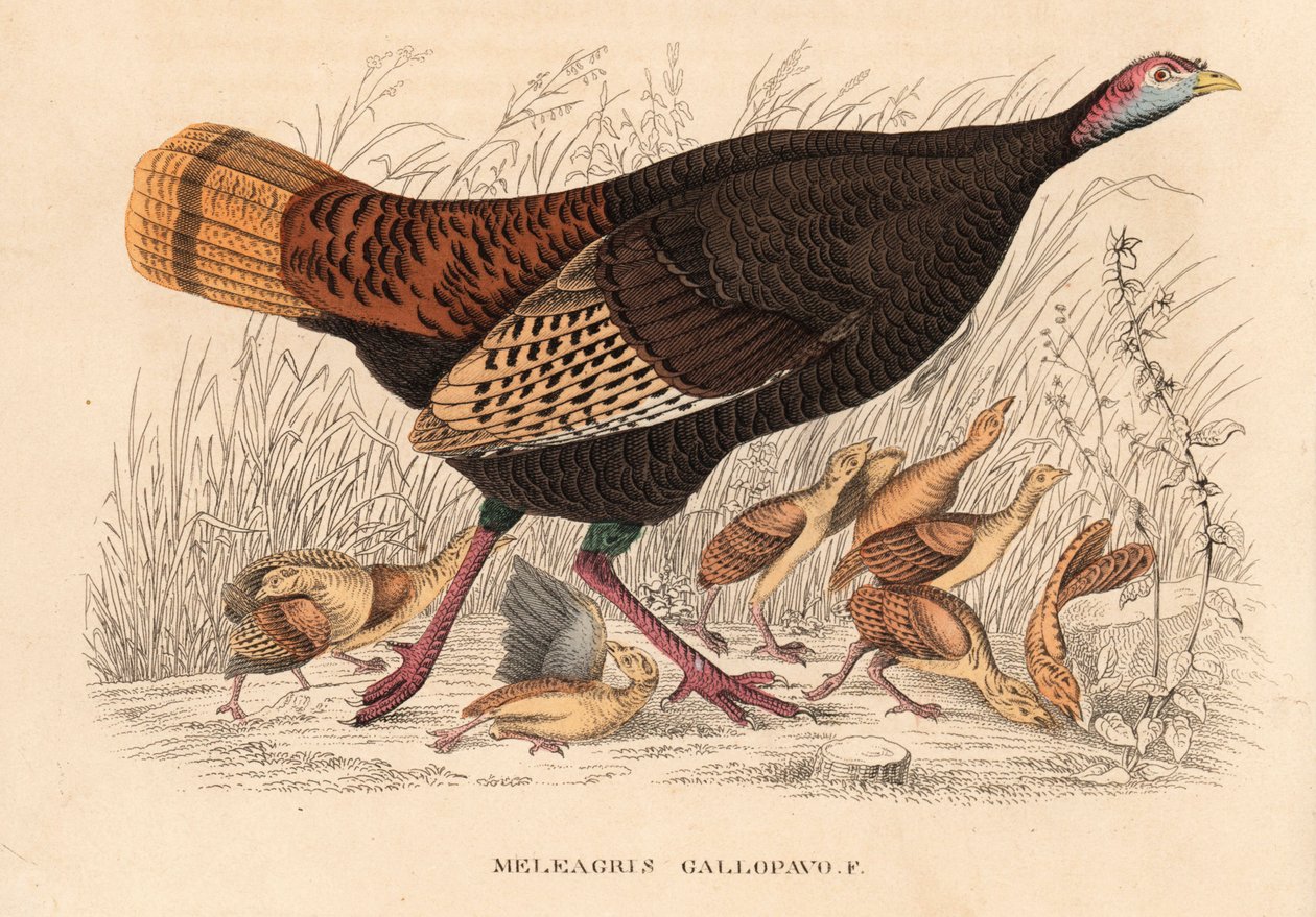 Wild turkey, Meleagris gallopavo, hen with poults. Handcoloured lithograph from Georg Friedrich Treitschke