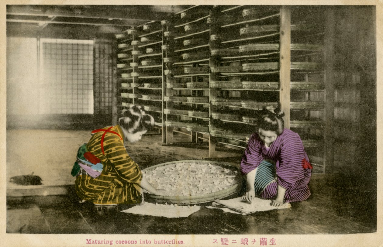 Women Maturing Silk Worm Cocoons by Unbekannter Künstler