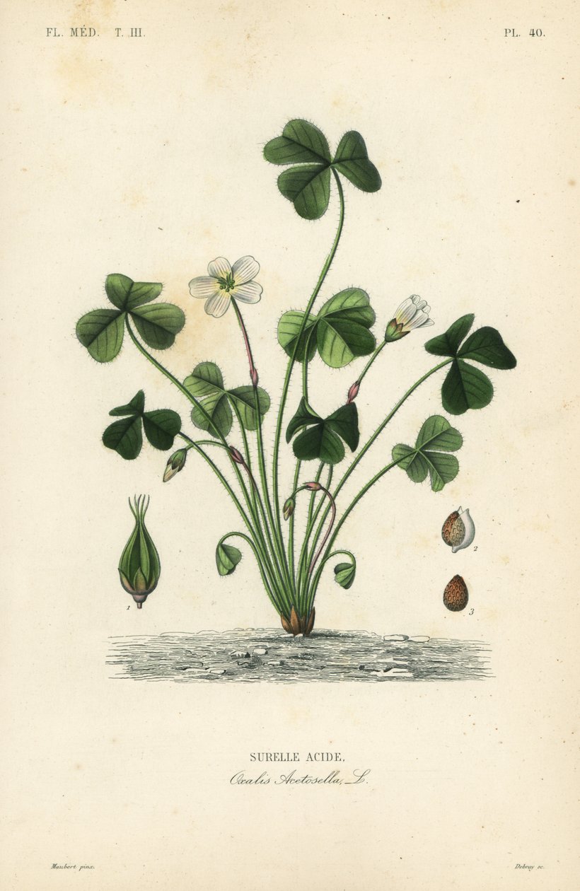 Wood sorrel, Oxalis acetosella by Unbekannt