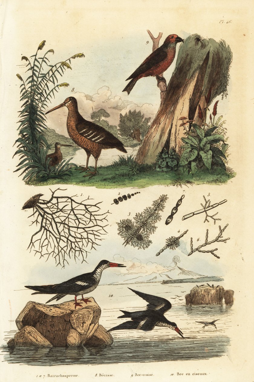 Woodcock, red crossbill, and black skimmer by Unbekannt