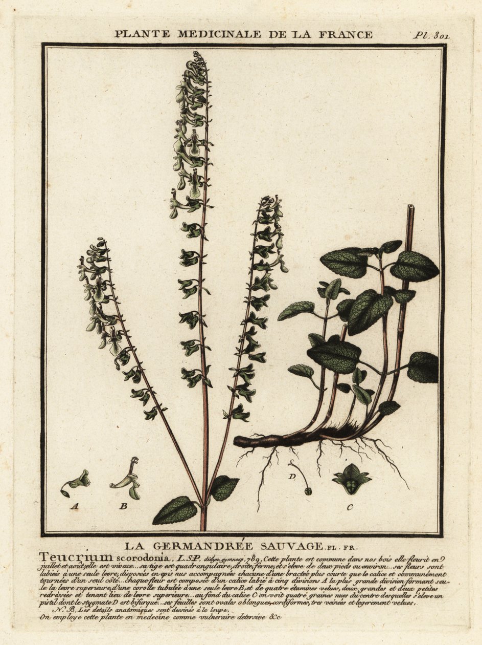 Woodland germander by Unbekannter Künstler