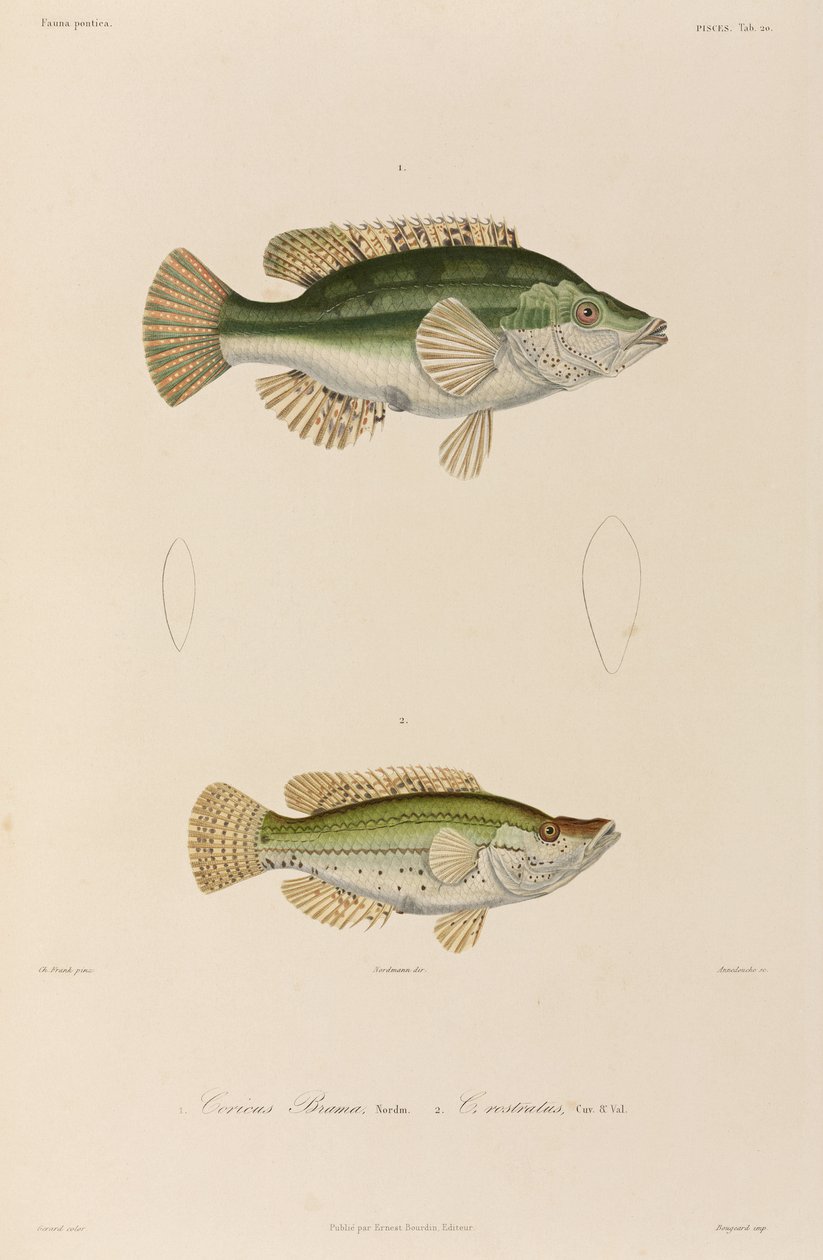 Wrasses, Black Sea by Unbekannter Künstler