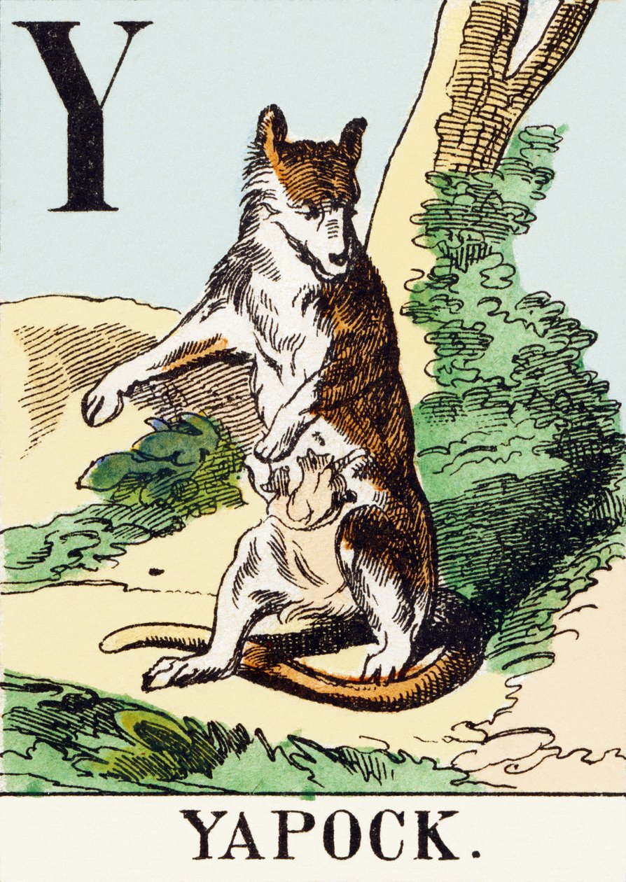 Y: Yapock - The Hunting Alphabet, c.1890 by Unbekannt