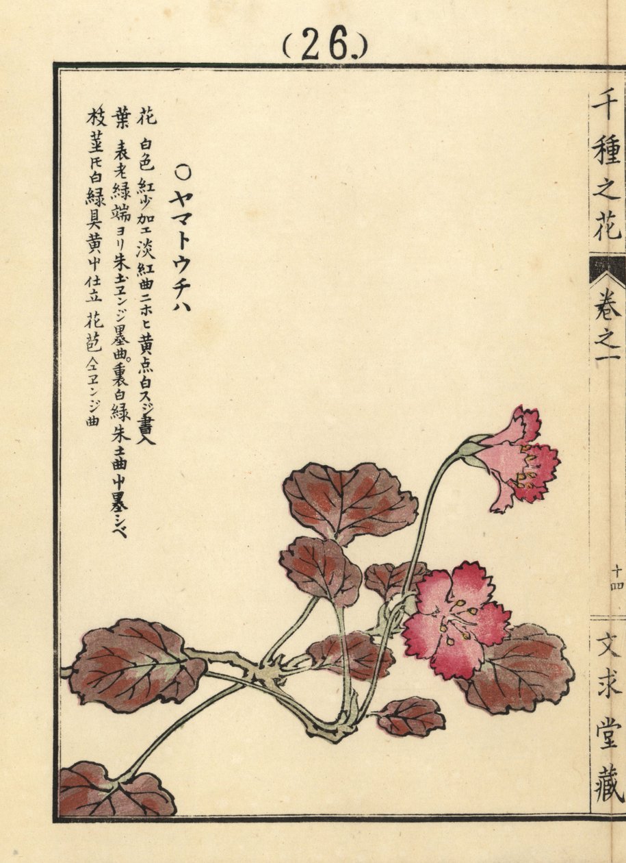 Yamato uchiwa or iwakagami, Schizocodon soldanelloides, Japanese alpine plant by Unbekannter Künstler