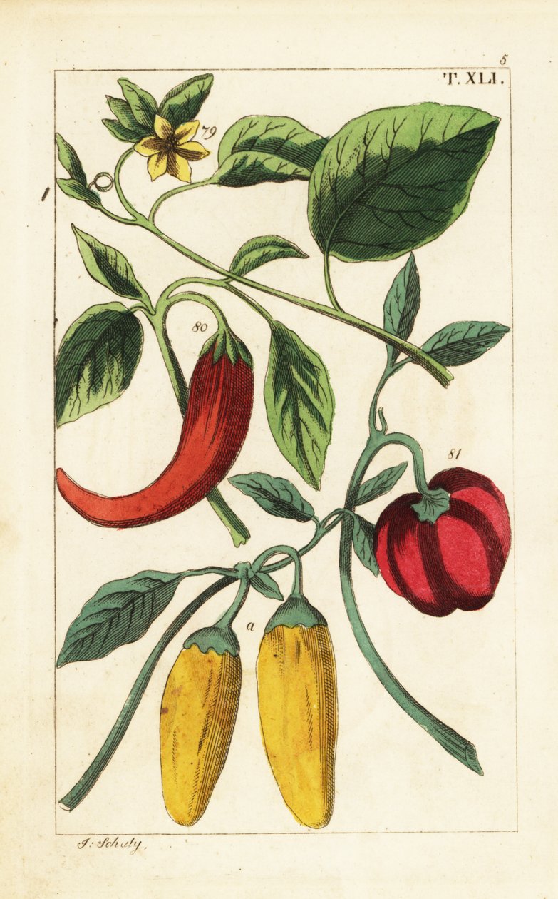 Yellow and Red Bell Chili Peppers, Capsicum Annuum by Unbekannter Künstler