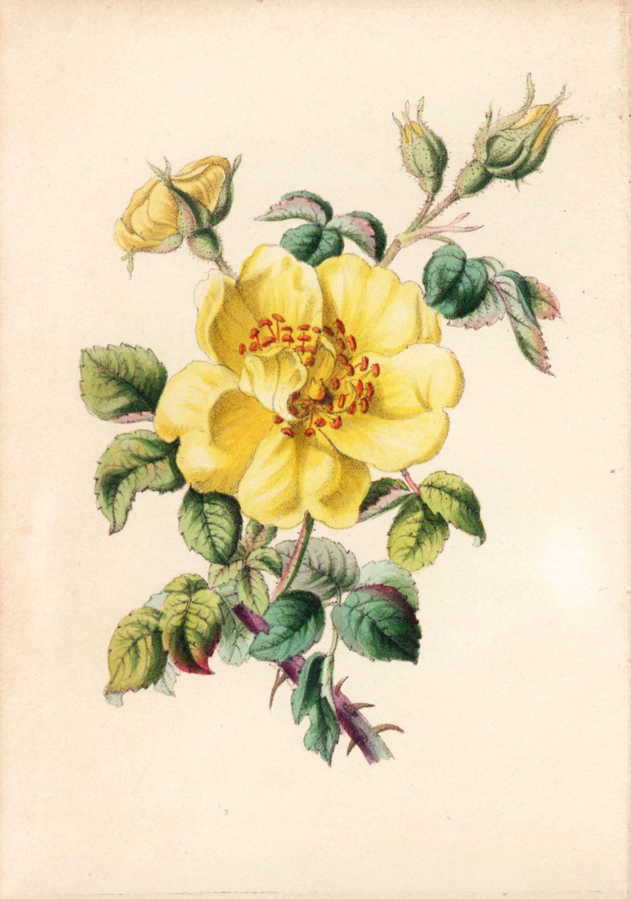 Yellow bramble rose by Unbekannter Künstler