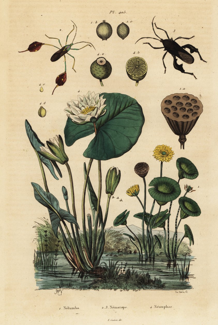 Yellow Lotus, Nelumbo Lutea 1, Leaf-Footed Bugs, Anisoscelis Foliaceus 2 and Anoplocnemis Curvipes 3, and White Water Lily, Nymphaea Alba 4 by Unbekannt