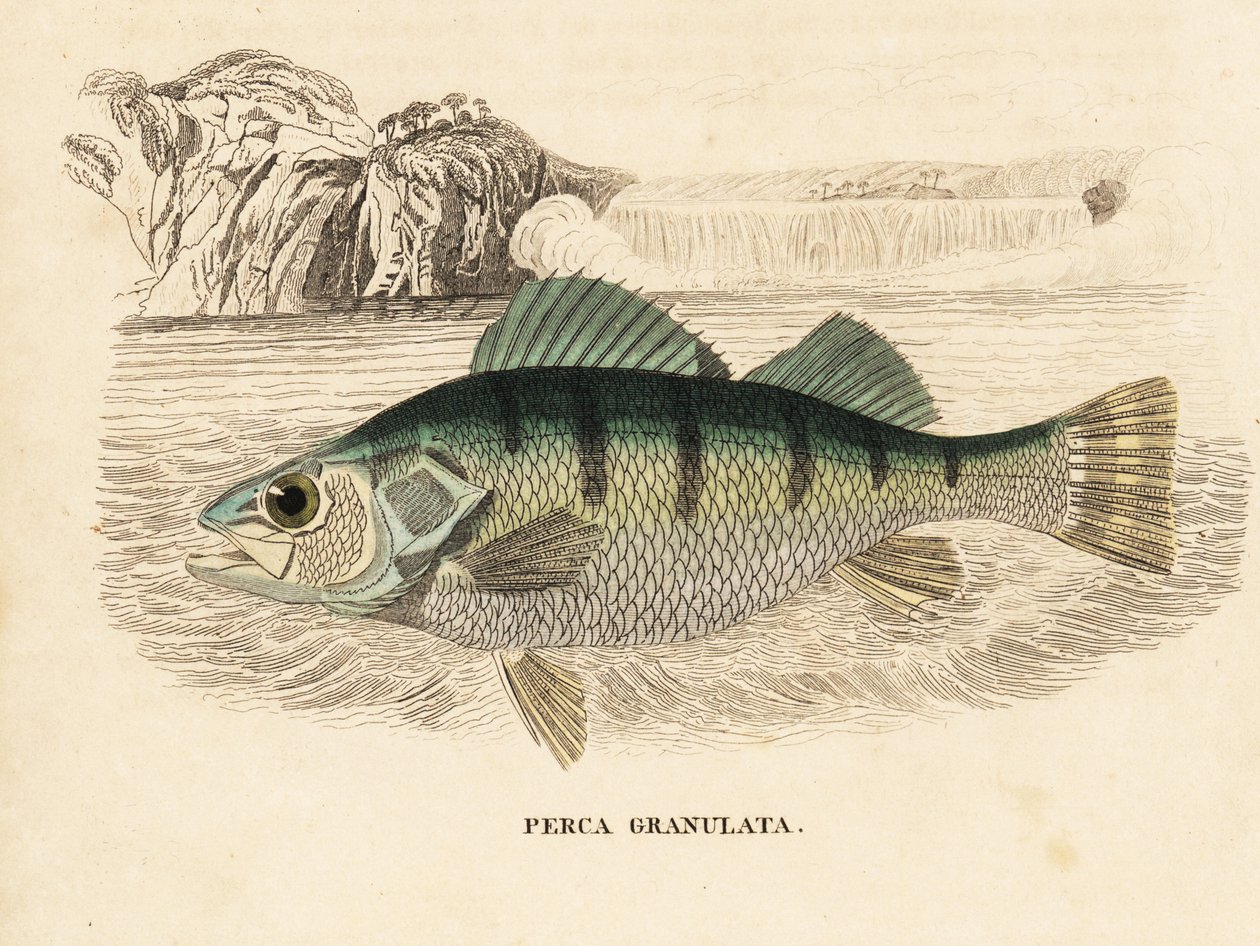 Yellow perch, Perca flavescens. Handcoloured steel engraving from Georg Friedrich Treitschke