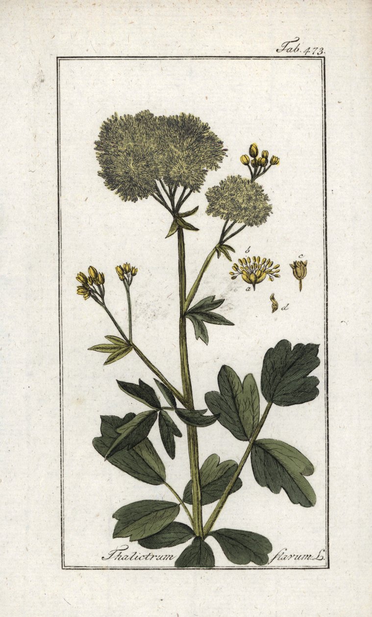 Yellow Pigamon, Thalictrum flavum by Unbekannter Künstler