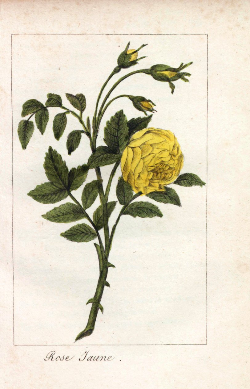 Yellow Pink, Rosa Lutea. Handcoloured Copperplate Engraving of an Illustration by Miss Prudhomme from Hommage Rendu a la Rose, Paris, Circa 1815 by Unbekannter Künstler