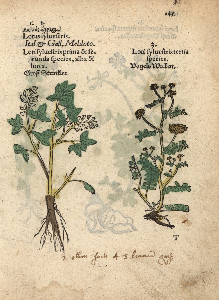 Yellow sweet clover species, Melilotus officinalis by Unbekannter Künstler