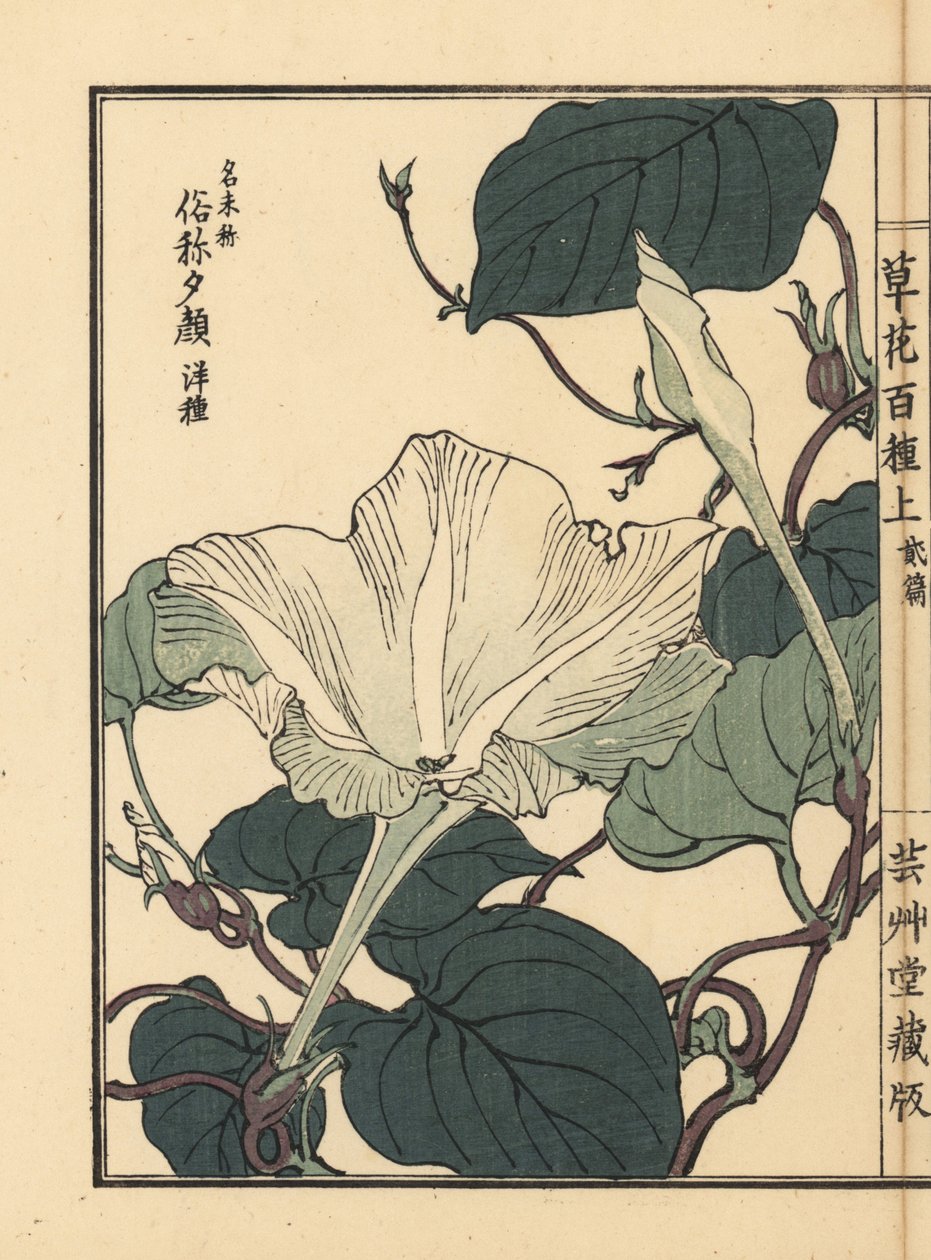 Yuugao, hyoutan, calabash, or bottle gourd flower, Lagenaria siceraria. Handcoloured woodblock print by Kono Bairei from Kusa Bana Hyakushu (One Hundred Varieties of Flowers), Tokyo, Yamada by Unbekannter Künstler