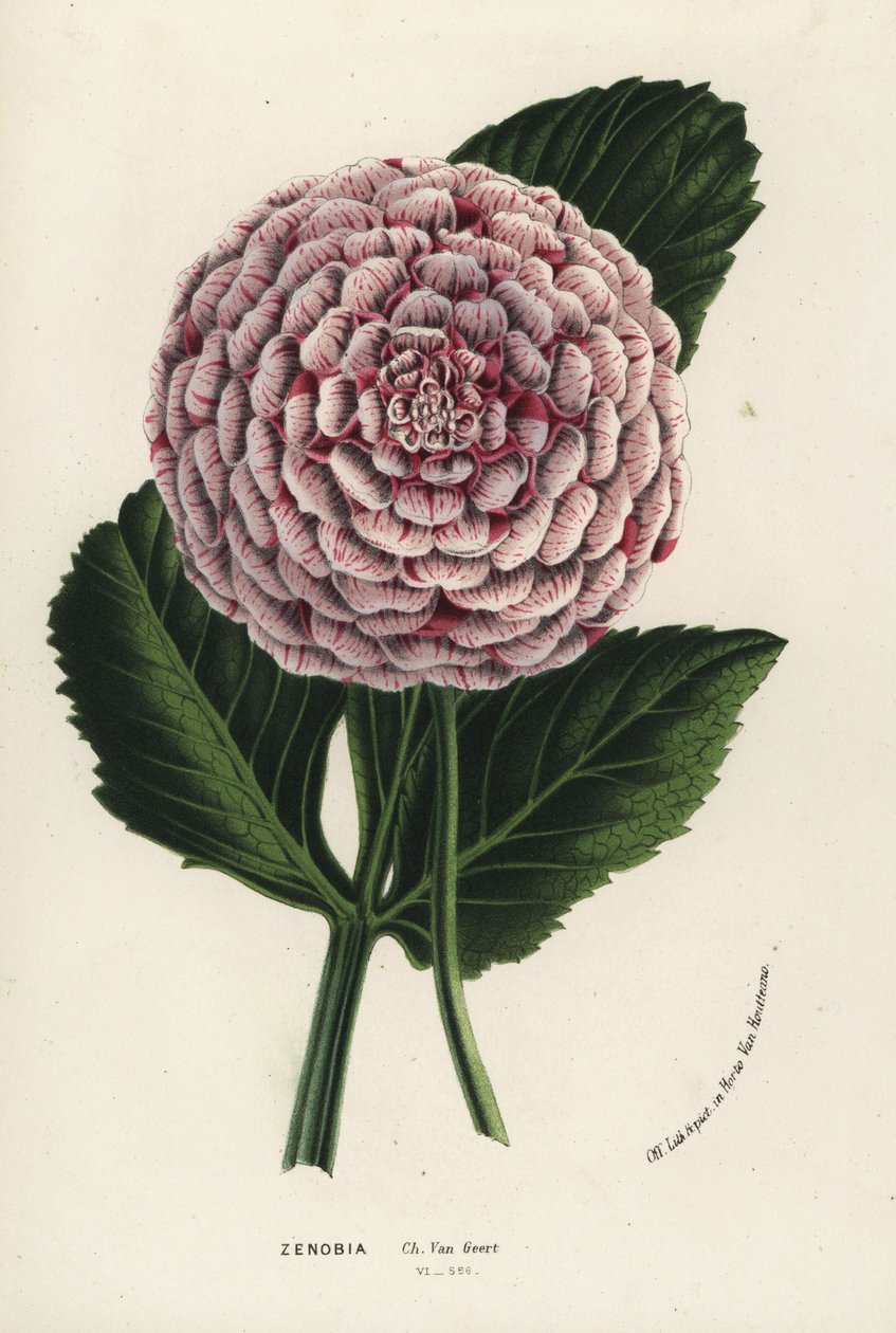 Zenobia dahlia hybrid, Dahlia coccinea. Handcoloured lithograph from Louis van Houtte and Charles Lemaire