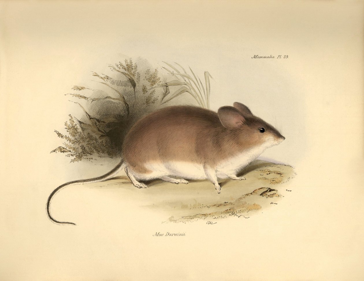 Zoology: Darwin