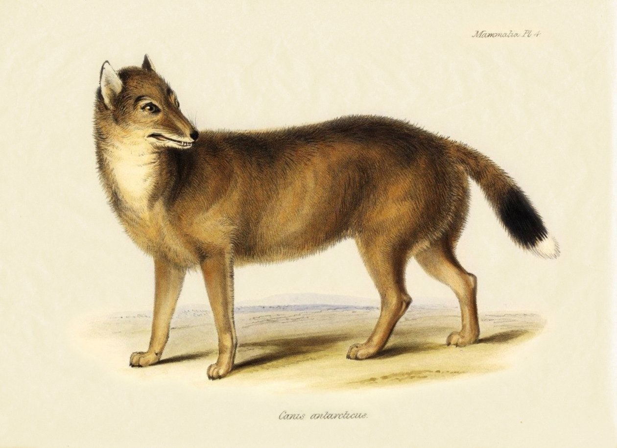 Zoology: Falklands Fox (Canis Antarticus) Observed by Charles Darwin on His Journey Aboard the Beagle. Plate from 
