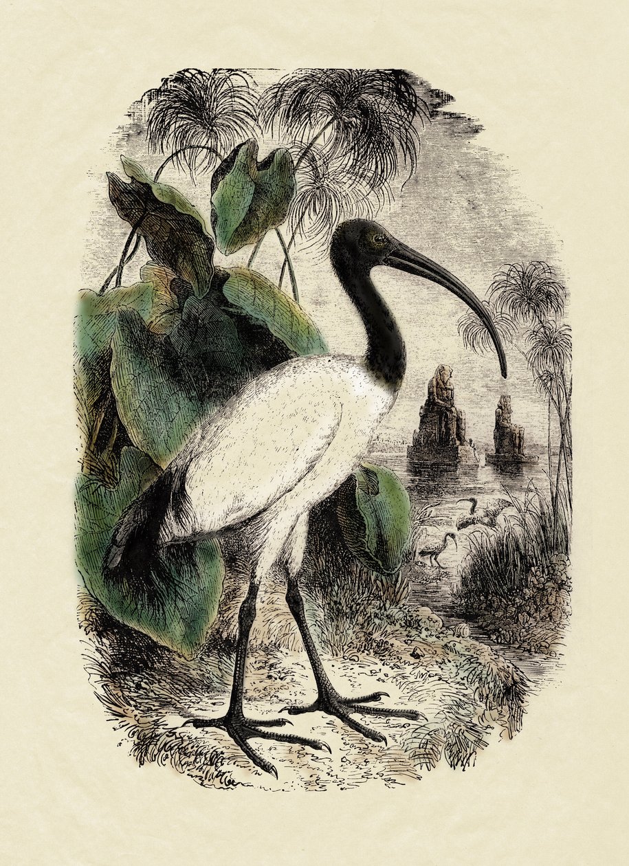 Zoology: Sacre Ibis (Threskiornis aethiopicus), engraving of the 19th century by Unbekannter Künstler
