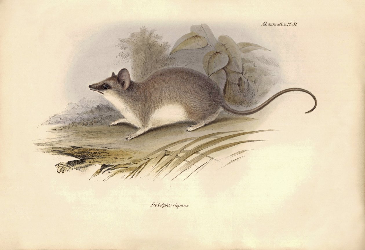Zoology: The Didelphis elegans of the Opossums family described by Charles Darwin during his exploration journey aboard the Beagle. Plate from The Zoology of the voyage of H.M.S. Beagle under the command of Captain Fitzroy during the years 1832 to 1836 by Unbekannter Künstler