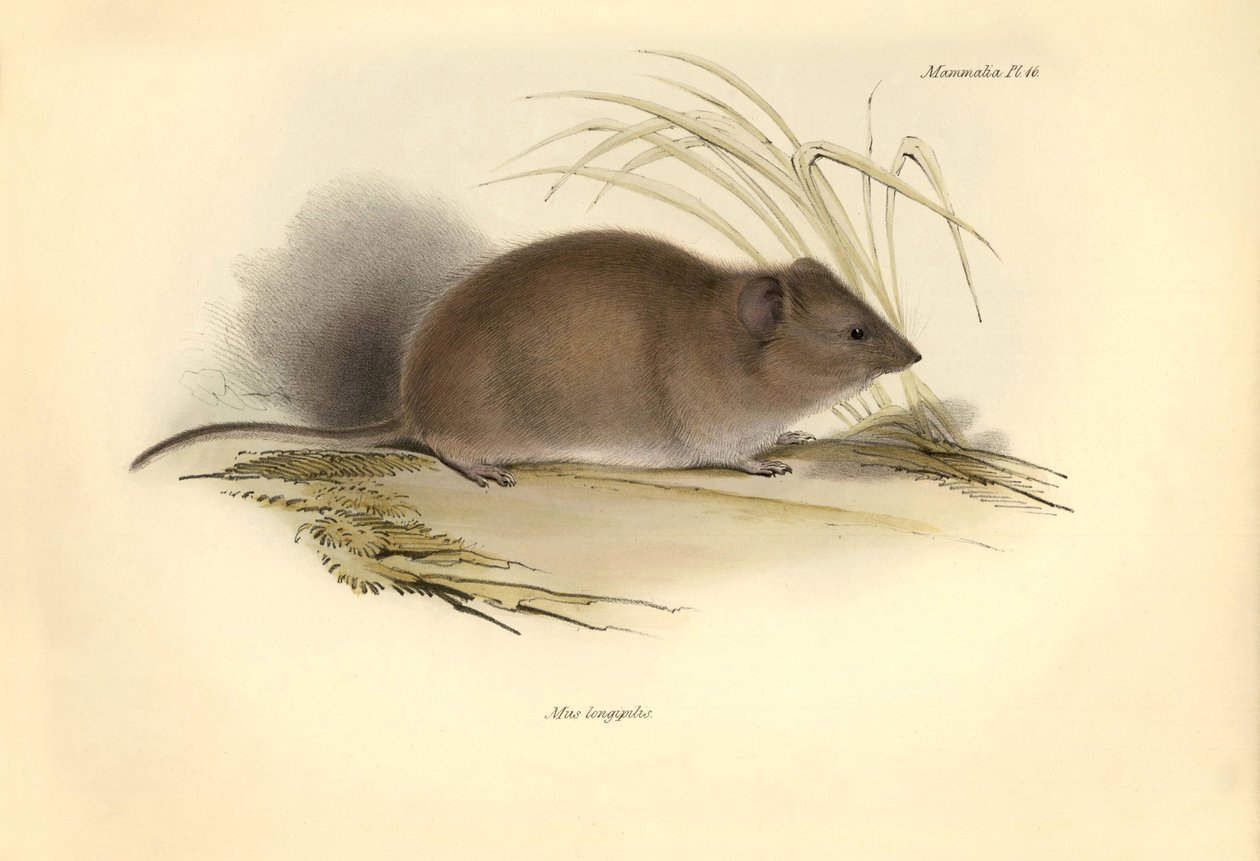 Zoology: The Mus longipilis (from the family of field rats) described ...