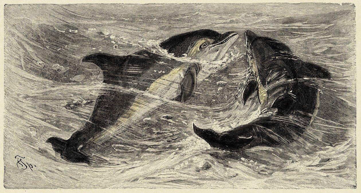 Zoology: dolphins (delphinus delphis) described and illustrated by Carlo Vogt and Federico Specht in 