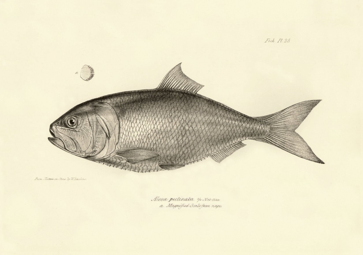 Zoology: representation of the fish 