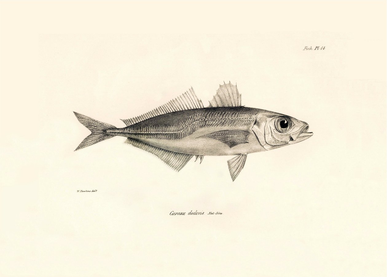 Zoology: representation of the fish Caranx declivis described by Charles Darwin during his voyage aboard the Beagle. Plate from The zoology of the voyage of H.M.S. Beagle under the command of Captain Fitzroy during the years 1832-1836 by Unbekannter Künstler