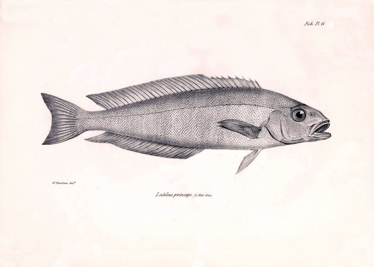 Zoology: representation of the fish Latilus princeps described by Charles Darwin during his voyage aboard the Beagle. Plate from The zoology of the voyage of H.M.S. Beagle under the command of Captain Fitzroy during the years 1832-1836 by Unbekannter Künstler