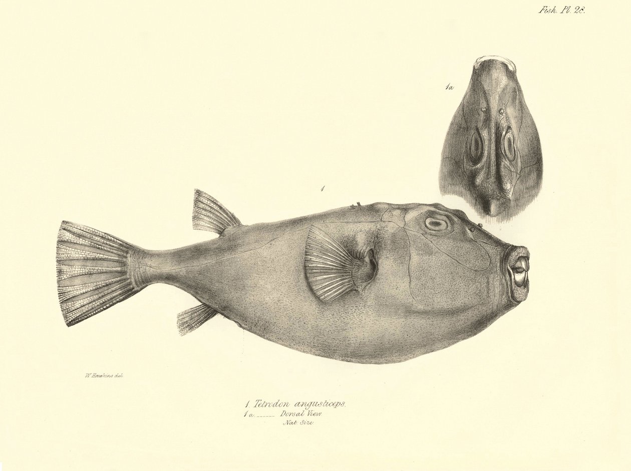Zoology: representation of the fish 