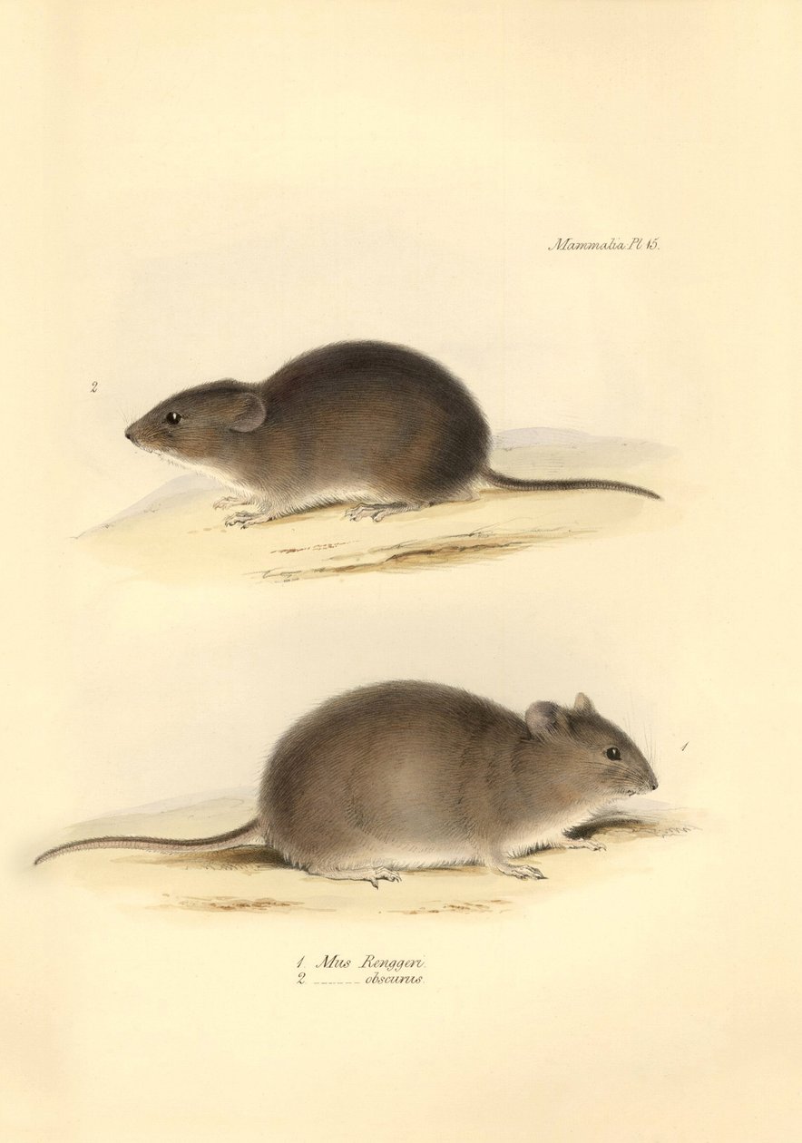Zoology: the Mus Renggeri and the Mus obscurus (rats) described by Charles Darwin during his exploration journey aboard the Beagle. Plate from The Zoology of the voyage of H.M.S. Beagle under the command of Captain Fitzroy during the years 1832 to 1836 by Unbekannter Künstler