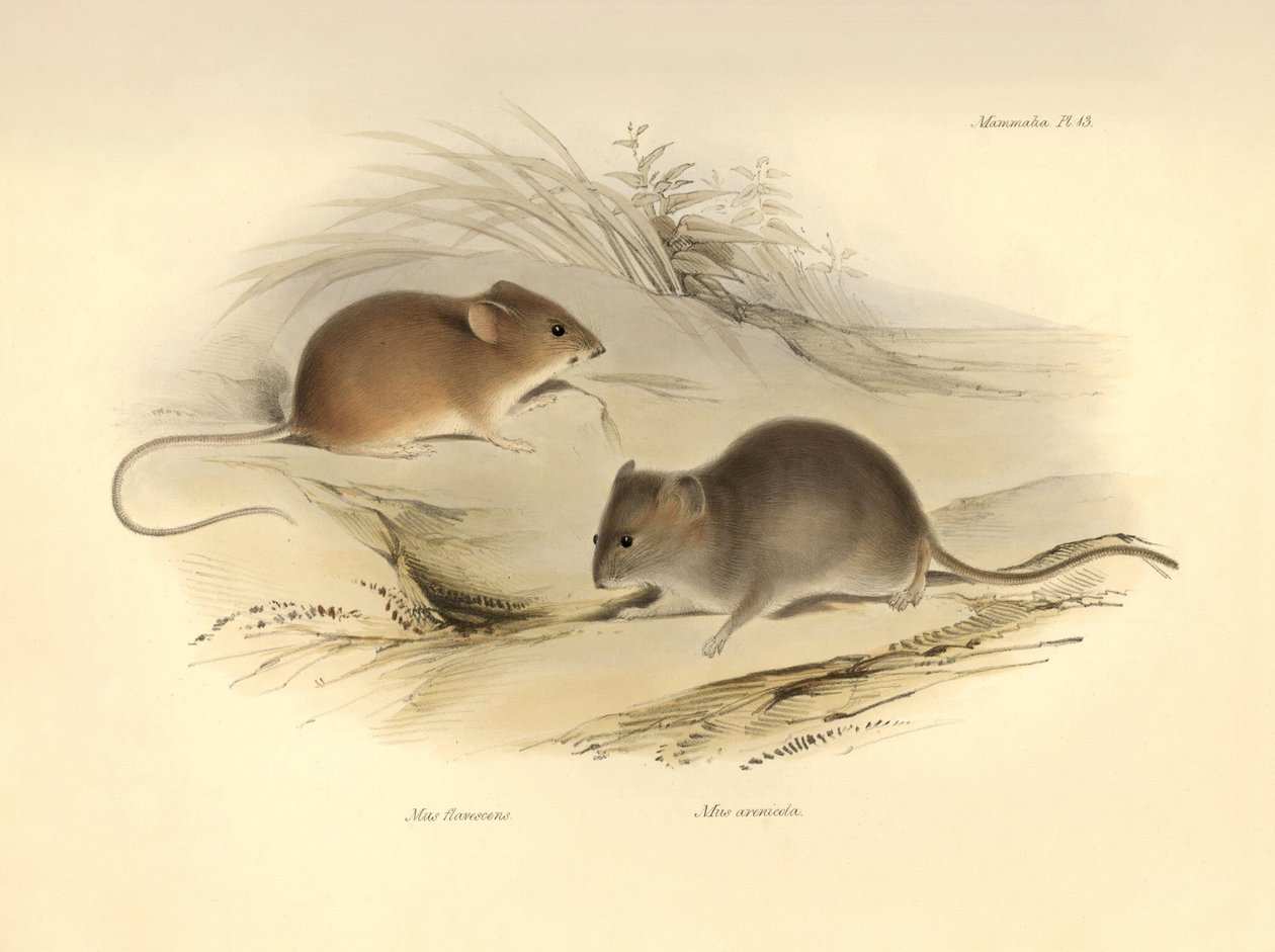 Zoology: the Mus flavescens and Mus arenicola (rats) described by Charles Darwin during his exploration journey aboard the Beagle. Plate from The Zoology of the voyage of H.M.S. Beagle under the command of Captain Fitzroy during the years 1832 to 1836 by Unbekannter Künstler