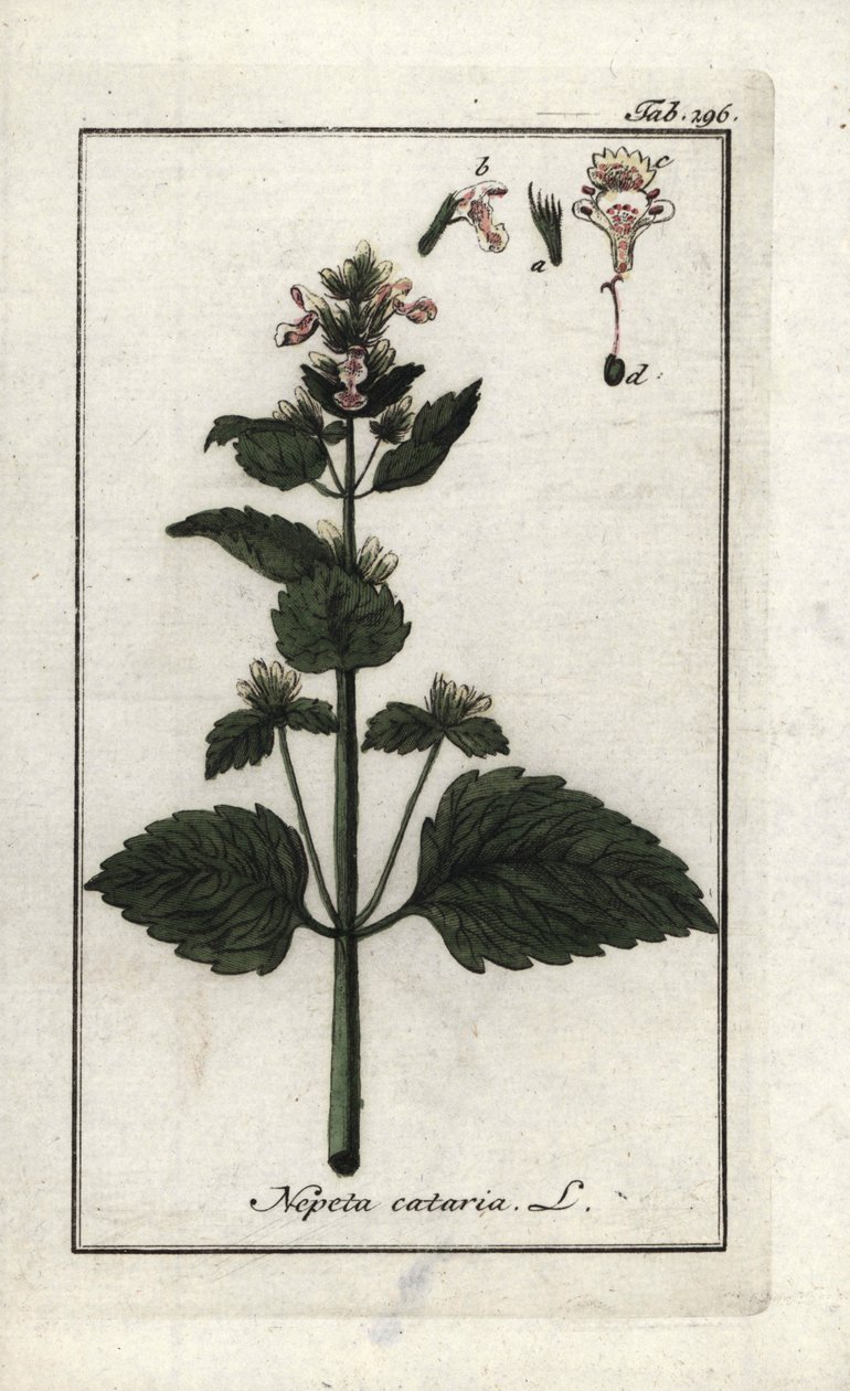 Catary or cat mint (Nepeta cataria). Lithograph from “Afbeelding der Artseny-Gewassen” by Johannes Zorn (1739-1799), Netherlands by Unbekannter Künstler