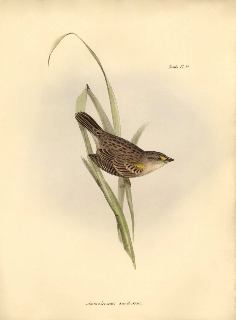 Ornithology: Ammodramus xanthornus by Unbekannter Künstler