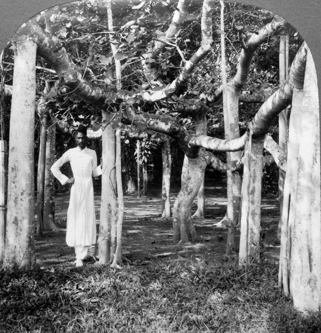 Among the roots of a banyan tree, Calcutta, India by Underwood and Underwood