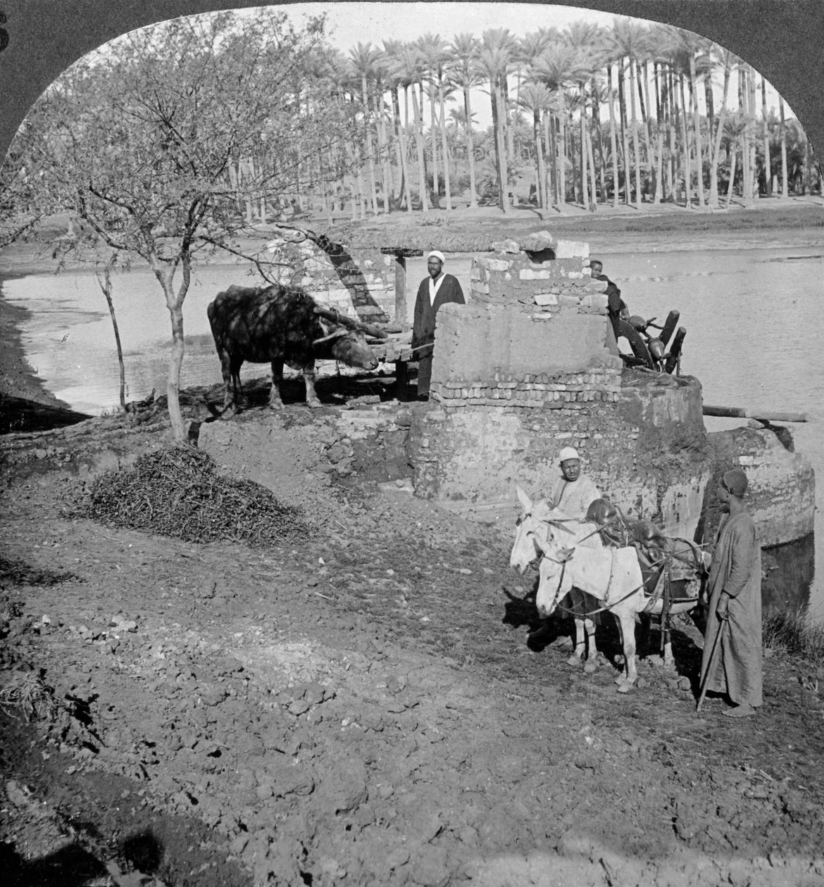 An Egyptian sakieh, or ox-driven bucket pump, Egypt by Underwood and Underwood