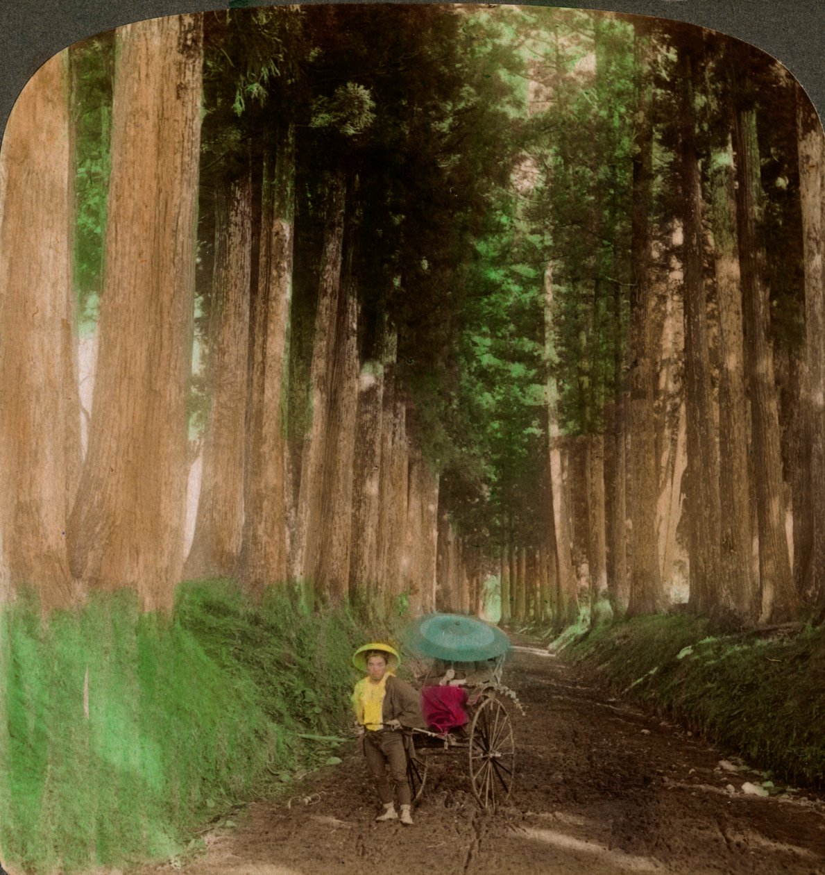 An avenue of cryptomeria cedar trees, Nikko, Japan by Underwood and Underwood